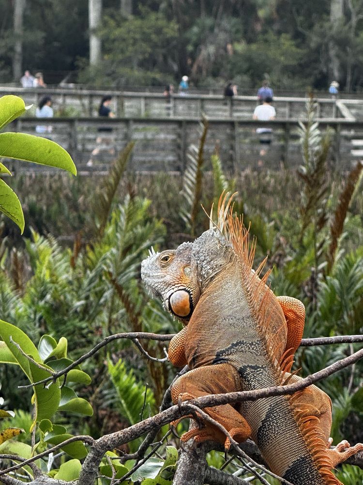Green Cay Wetlands Image