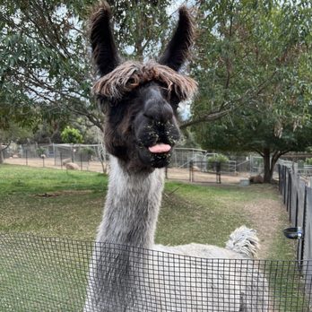 Canzelle Alpacas - Farms Near Me - Carpinteria, California Canzelle Alpacas - Farms Near Me - Carpinteria, California