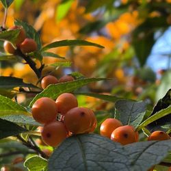 Birdsong Pleasure Garden - Berries to feed the birds in the winter.