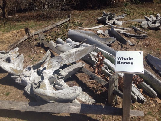 Mass Audubon Wellfleet Bay Wildlife Sanctuary by null