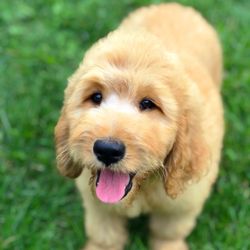 The Puppy Shack
