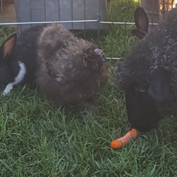 Reptacular Animals - Teddy the sheep loves carrots! - Party & Event Planning Near Me - Sun Valley, California Reptacular Animals - Teddy the sheep loves carrots! - Party & Event Planning Near Me - Sun Valley, California