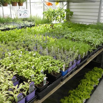 Frank Fleuriste - Photo - Florists Near Me - Montreal, Quebec Frank Fleuriste - Photo - Florists Near Me - Montreal, Quebec
