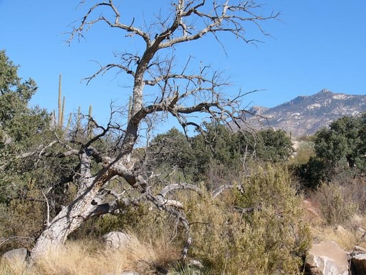Catalina State Park by null