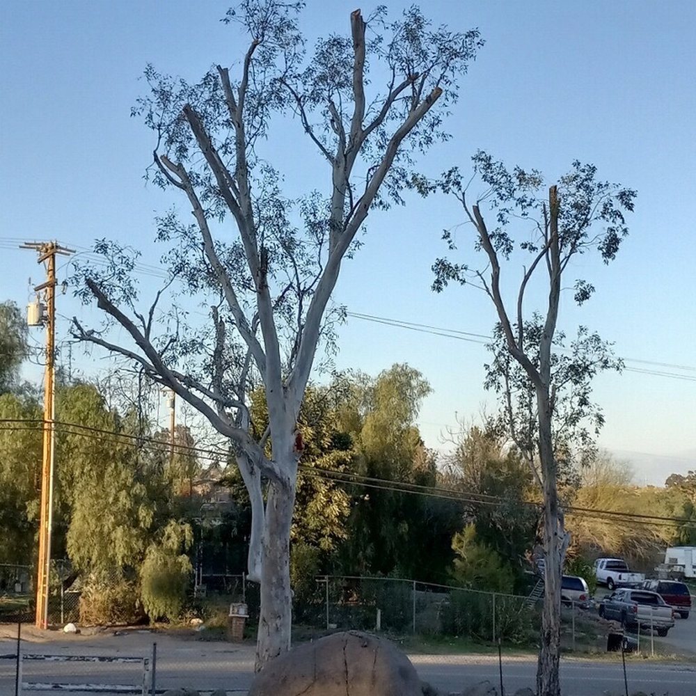 Steve's Tree Service - Eucalyptus trees by street - Tree Services Near Me
