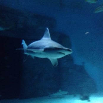 Sealife - Aquariums Near Me - London, XGL