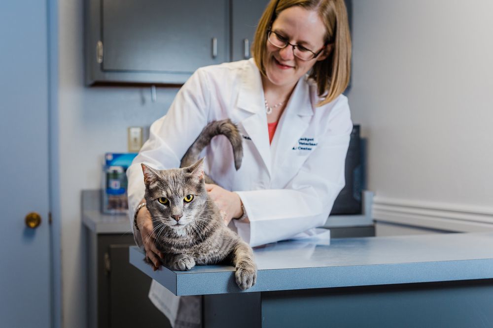 JACKPOT VETERINARY CENTER 41 Photos & 43 Reviews 6745 N La Cañada Dr, Tucson, Arizona