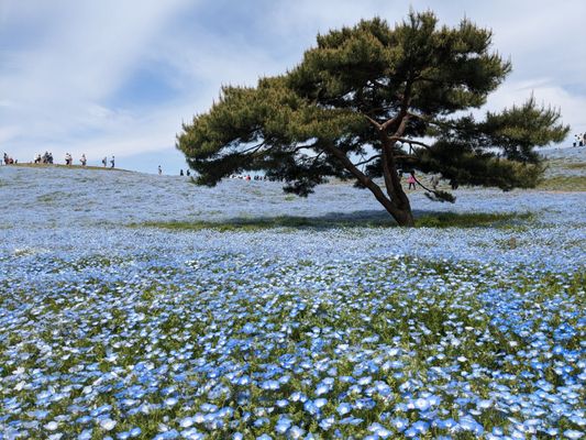 Hitachi Seaside Park by null