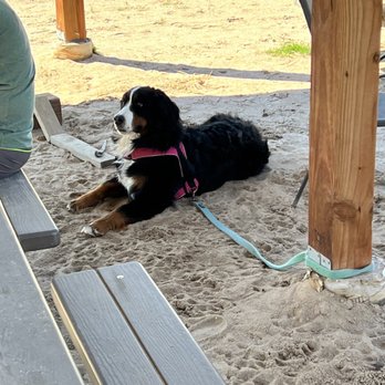 Snowpack Taproom & Pizzeria - Dog friendly - Bars Near Me - Conifer, Colorado
