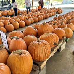 Mainstay Farm - Pumpkins