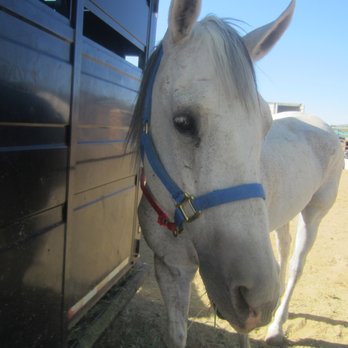 Just Horsin' Around Horse Camp - Summer Camps Near Me Just Horsin' Around Horse Camp - Summer Camps Near Me
