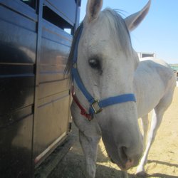 Just Horsin' Around Horse Camp