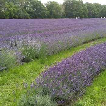 Laveanne Lavender Fields - Venues & Event Spaces Near Me - Campbellcroft, Ontario