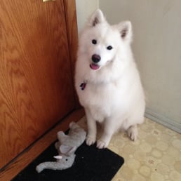 Simba after his grooming!