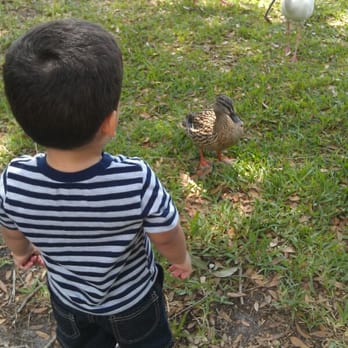 Crane's Roost Park - Kids love to come and see the ducks! - Parks Near Me - Altamonte Springs, Florida Crane's Roost Park - Kids love to come and see the ducks! - Parks Near Me - Altamonte Springs, Florida