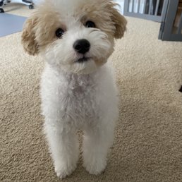 Lindsay did an incredible job! She was patient and offered great tips with our pup. Lindsay did an incredible job! She was patient and offered great tips with our pup.