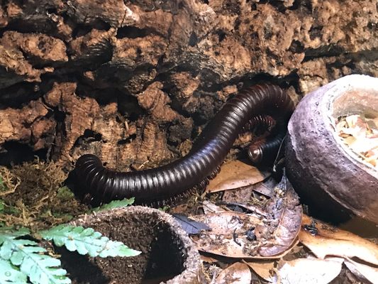 Audubon Insectarium by null