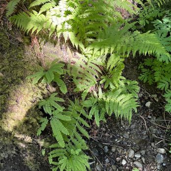 Twin Falls Trailhead - All kinds of ferns popping - Hiking Near Me - North Bend, Washington
