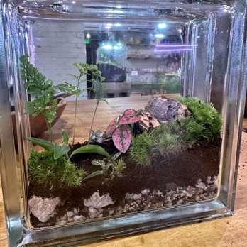 Terrarium - Finished terrarium - Nurseries & Gardening Near Me - Portland, Maine