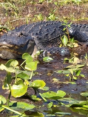 Stephen C Foster State Park by null