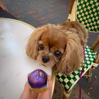Cafe Des Artistes - Dog Friendly Patio Space - Sandwiches Near Me - Santa Fe, New Mexico