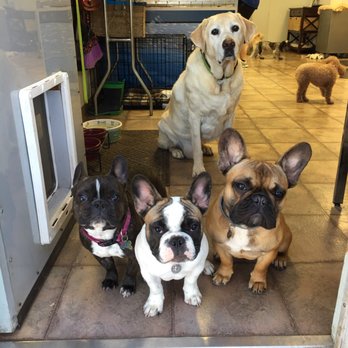 All Breed - Franklin and his new friends! - Pet Groomers Near Me - Concord, California