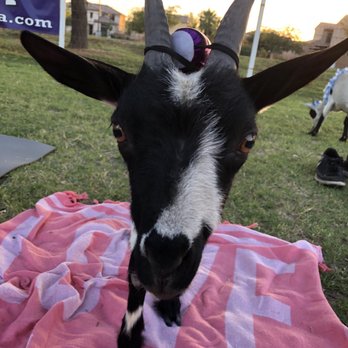 Goat Yoga - Yoga Near Me