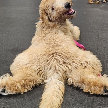 Zoom Room Dog Training - Kaylee tuckered out from a great class - Pet Training Near Me - San Diego, California