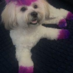 Live Laugh Bark - My sweet girl