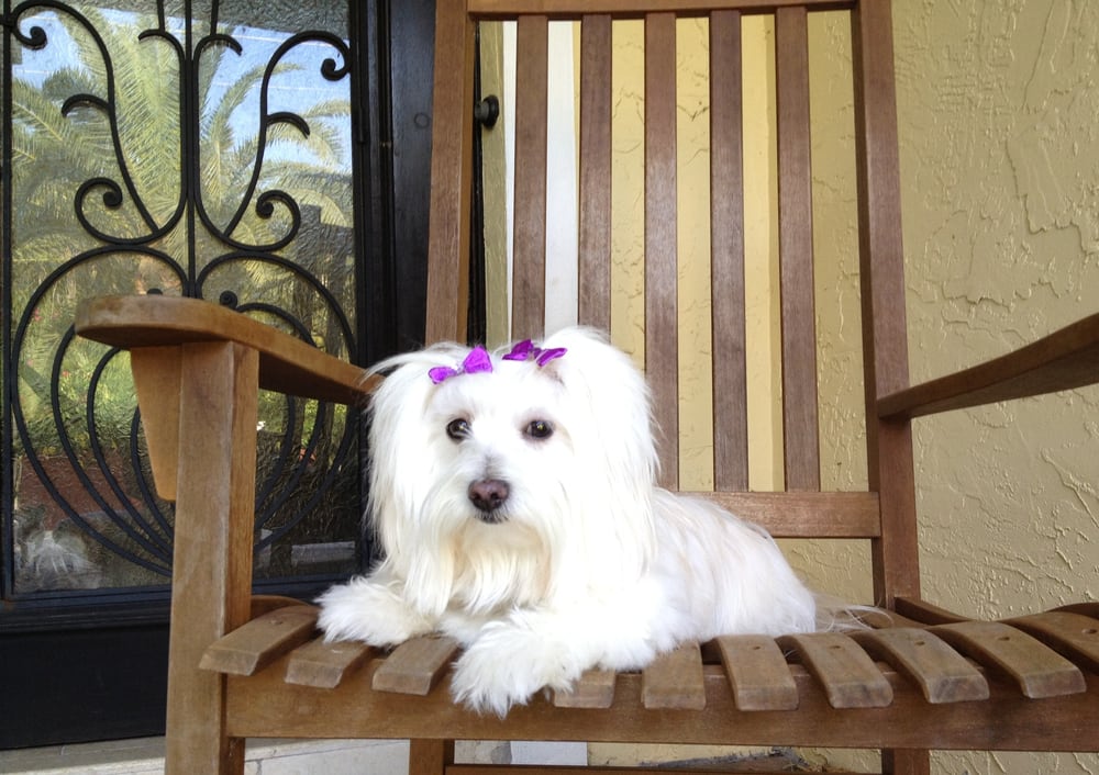 5 Paw Pets Miami - pet boarding facility in Miami, FL