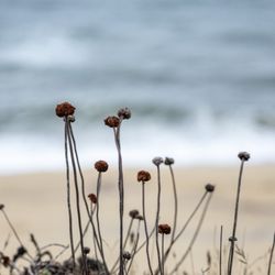 Cowell-Purisima Coastal Trail - Cowell-Purisima Coastal Trail
