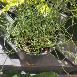 Boone Hall Farms - Spaghetti monster
