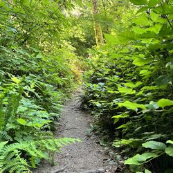 Depoe Bay City Park - Depot Bay City Park - creek trail