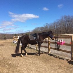 Cloverleaf Farm and Equestrian Center - Lesson horse, ottb