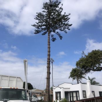 Higuera Tree Care - Tree Services Near Me - Chula Vista, California Higuera Tree Care - Tree Services Near Me - Chula Vista, California
