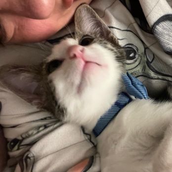 Joybound - Animal Shelters Near Me - Walnut Creek, California
