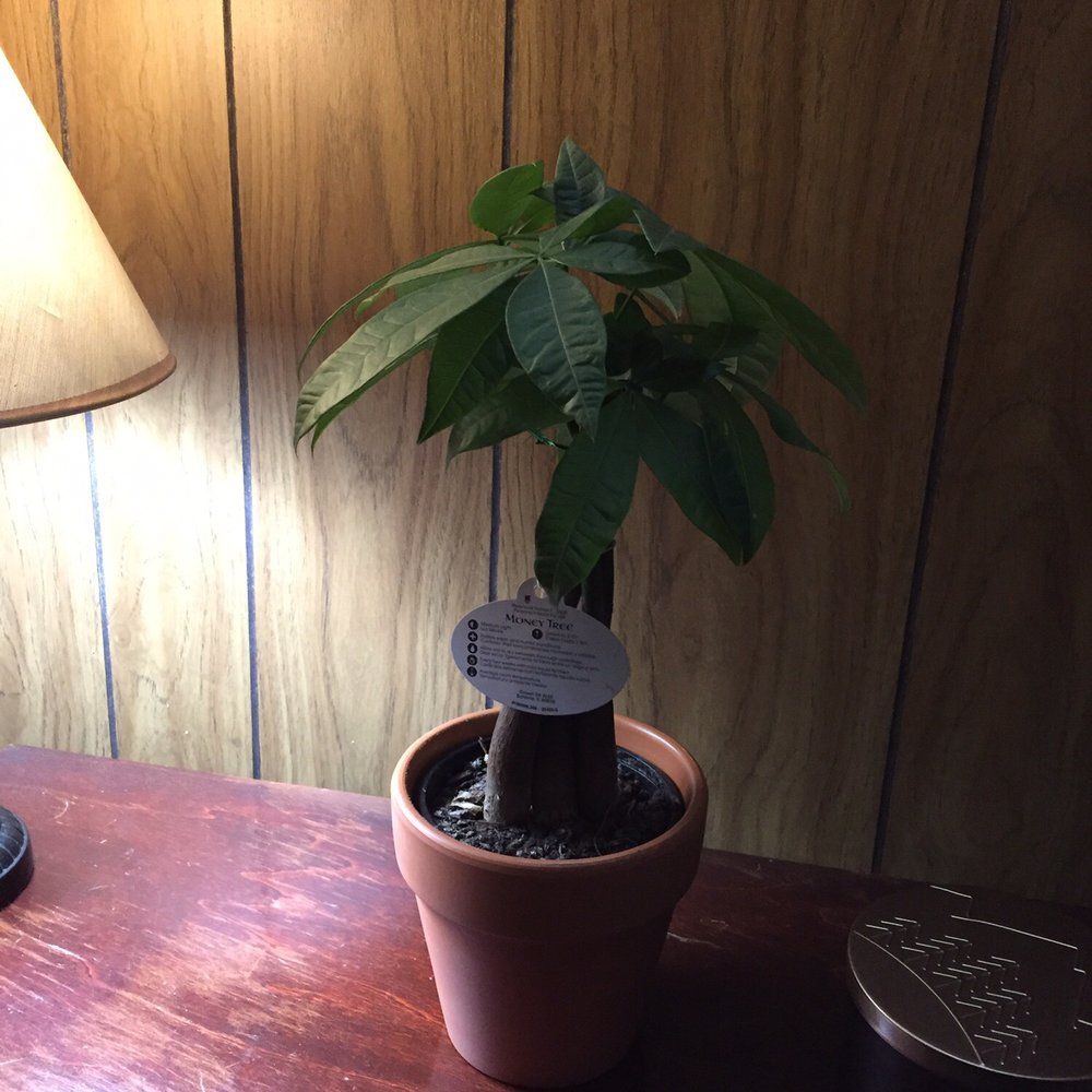 The Home Depot - My baby money tree(purchased at Aldi) - Hardware Stores Near Me - Easley, South Carolina The Home Depot - My baby money tree(purchased at Aldi) - Hardware Stores Near Me - Easley, South Carolina