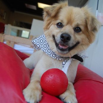 The Bone Adventure - Pet Groomers Near Me - Costa Mesa, California The Bone Adventure - Pet Groomers Near Me - Costa Mesa, California