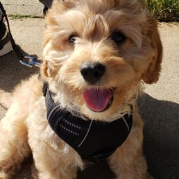 Cavapoo: Chappie Cavapoo: Chappie