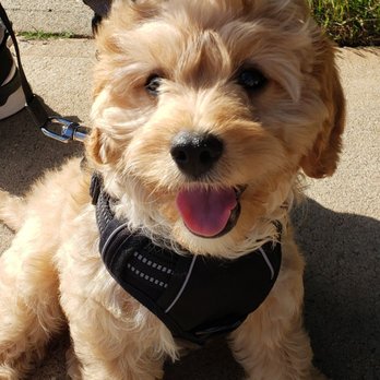 Happytail Puppies - Cavapoo: Chappie - Pet Adoption Near Me - Oak Ridge,, North Carolina Happytail Puppies - Cavapoo: Chappie - Pet Adoption Near Me - Oak Ridge,, North Carolina