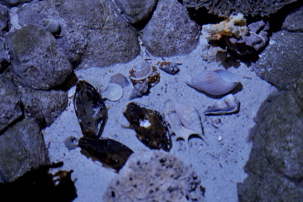 SEA LIFE Arizona Aquarium by null