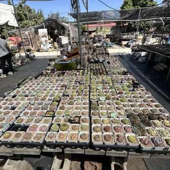 Shiyi Succulent Garden - Nurseries & Gardening Near Me - Chino, California