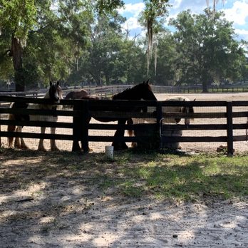 Gypsy Gold Horse Farm - Walking Tours Near Me - Ocala, Florida Gypsy Gold Horse Farm - Walking Tours Near Me - Ocala, Florida