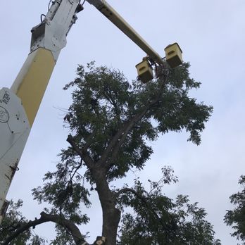 Steelmon Tree Trimming - Tree Services Near Me - Blackwell, Oklahoma Steelmon Tree Trimming - Tree Services Near Me - Blackwell, Oklahoma