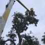 Steelmon Tree Trimming