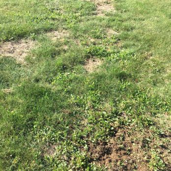 TruGreen Lawn Care - Tree Services Near Me - Chicopee, Massachusetts TruGreen Lawn Care - Tree Services Near Me - Chicopee, Massachusetts