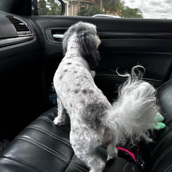 Petco - I can't even explain what they have done - Pet Training Near Me - Vero Beach, Florida