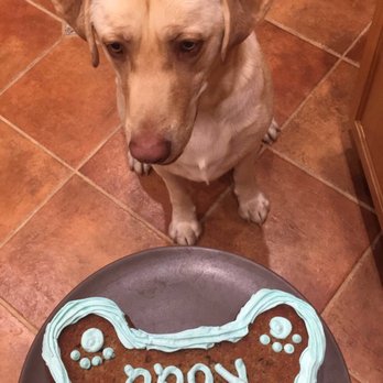Happy Tails Barkery - Koda couldn't wait to eat it! He licked all the frosting off first! - Pet Stores Near Me - Gilbert, Arizona Happy Tails Barkery - Koda couldn't wait to eat it! He licked all the frosting off first! - Pet Stores Near Me - Gilbert, Arizona