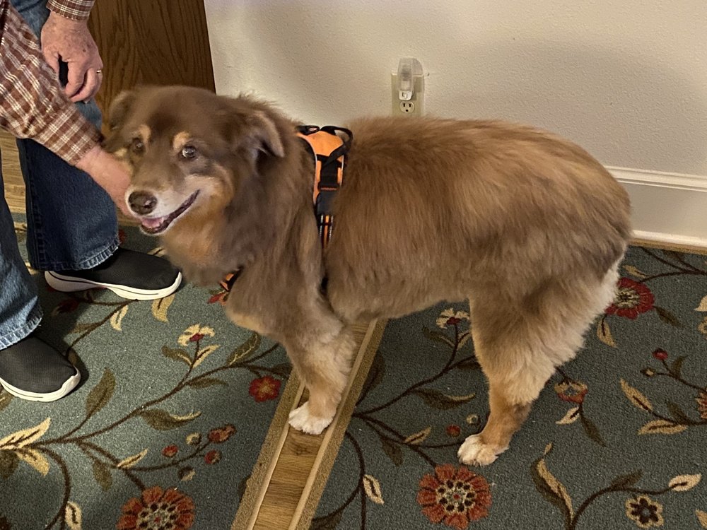 NEW IMAGE PET GROOMING Updated September 2024 190 Photos & 119 Reviews Round Rock, Texas