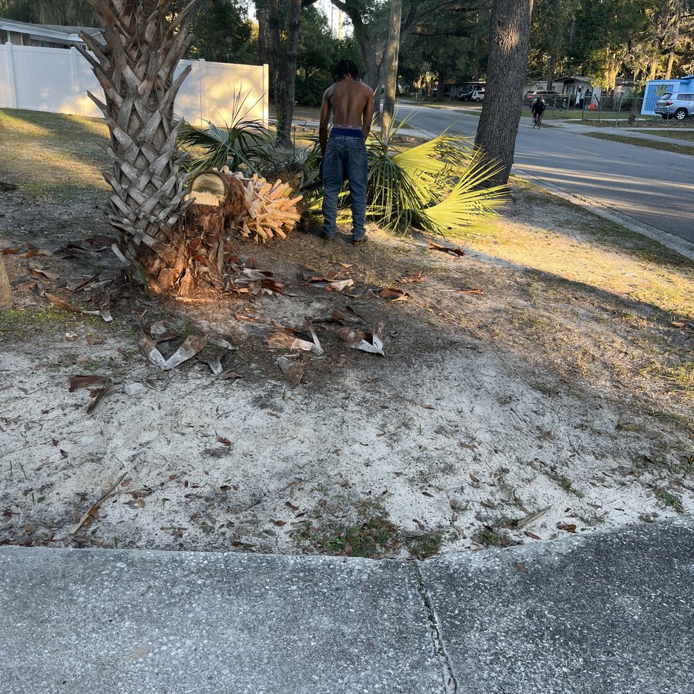 Newtons Tree Removal - Tree Services Near Me - Gainesville, Florida Newtons Tree Removal - Tree Services Near Me - Gainesville, Florida
